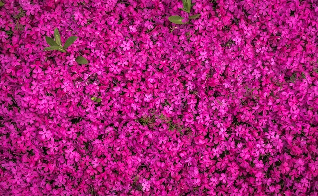 EUKALYPTUSBAUM IM GARTEN AUF NIEDERLÄNDISCHEM BODEN